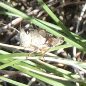 Phaulacridium vittatum at QPRC LGA - 28 Feb 2024