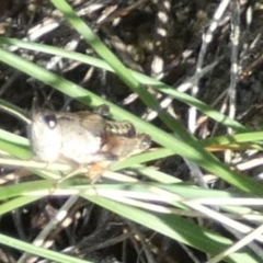 Phaulacridium vittatum at QPRC LGA - 28 Feb 2024