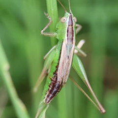 Conocephalus semivittatus (Meadow katydid) at Mongarlowe, NSW - 29 Feb 2024 by LisaH