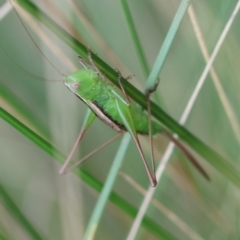 Conocephalus semivittatus at QPRC LGA - 29 Feb 2024