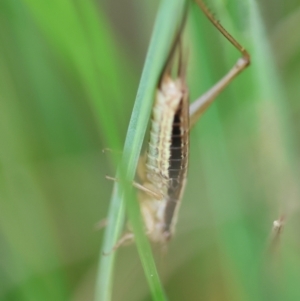 Conocephalus semivittatus at QPRC LGA - suppressed