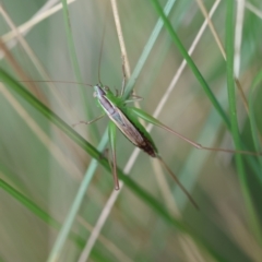 Conocephalus semivittatus at QPRC LGA - suppressed