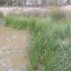 Eleocharis (genus) (Spike-rush) at Mulligans Flat - 4 Nov 2023 by MichaelBedingfield