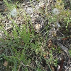 Senecio quadridentatus (Cotton Fireweed) at QPRC LGA - 28 Feb 2024 by Paul4K
