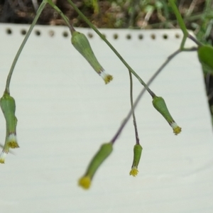 Senecio quadridentatus at Boro - suppressed