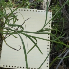 Senecio quadridentatus at Boro - 28 Feb 2024