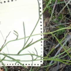 Senecio quadridentatus at Boro - suppressed