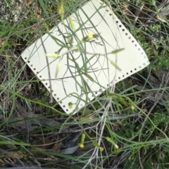 Senecio quadridentatus at Boro - suppressed