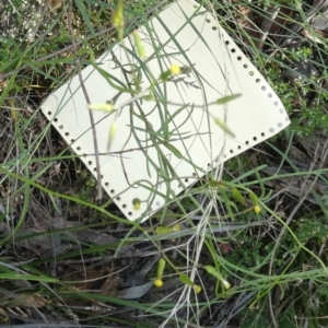 Senecio quadridentatus at Boro - 28 Feb 2024