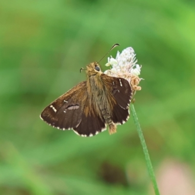 Atkinsia dominula (Two-brand grass-skipper) at Mongarlowe, NSW - 29 Feb 2024 by LisaH