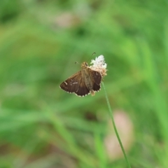 Atkinsia dominula at QPRC LGA - suppressed