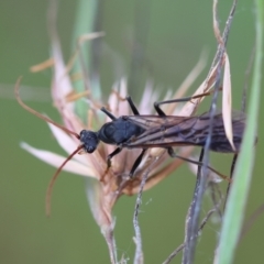 Myrmecia sp. (genus) at QPRC LGA - 29 Feb 2024