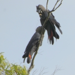 Calyptorhynchus lathami lathami (Glossy Black-Cockatoo) at Borough, NSW - 28 Feb 2024 by Paul4K