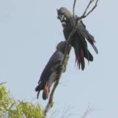 Calyptorhynchus lathami lathami (Glossy Black-Cockatoo) at Boro - 29 Feb 2024 by Paul4K
