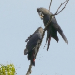 Calyptorhynchus lathami lathami at QPRC LGA - 29 Feb 2024