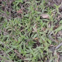 Persicaria prostrata (Creeping Knotweed) at Mulligans Flat - 4 Nov 2023 by michaelb