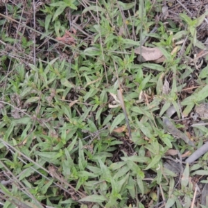 Persicaria prostrata at Mulligans Flat - 4 Nov 2023 02:41 PM