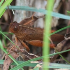 Goniaea opomaloides (Mimetic Gumleaf Grasshopper) at Mongarlowe, NSW - 29 Feb 2024 by LisaH