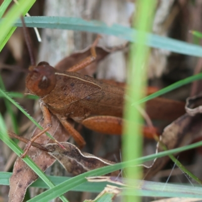 Goniaea opomaloides (Mimetic Gumleaf Grasshopper) at Mongarlowe, NSW - 29 Feb 2024 by LisaH