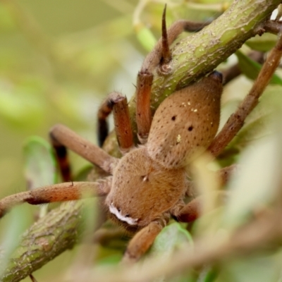 Neosparassus patellatus (Tasmanian Badge Huntsman) at Mongarlowe, NSW - 29 Feb 2024 by LisaH