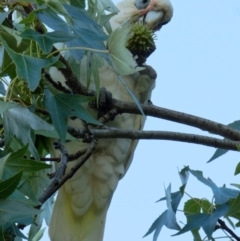 Cacatua sanguinea (Little Corella) at Downer, ACT - 1 Mar 2024 by RobertD