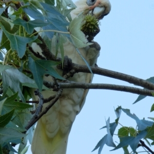 Cacatua sanguinea at Downer, ACT - 1 Mar 2024