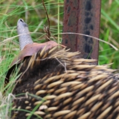 Tachyglossus aculeatus (Short-beaked Echidna) at Mongarlowe, NSW - 29 Feb 2024 by LisaH