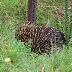 Tachyglossus aculeatus at QPRC LGA - 29 Feb 2024