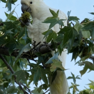 Cacatua galerita at Downer, ACT - 1 Mar 2024 09:11 AM