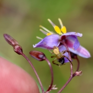 Australomisidia pilula at Mongarlowe, NSW - suppressed