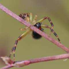 Australomisidia pilula at Mongarlowe, NSW - suppressed