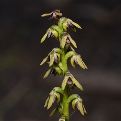 Corunastylis clivicola (Rufous midge orchid) at Black Mountain - 17 Mar 2025 by BB23