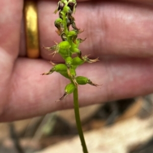 Corunastylis clivicola at Black Mountain - 1 Mar 2024