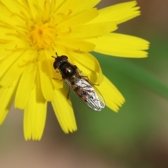 Syrphini (tribe) (Unidentified syrphine hover fly) at QPRC LGA - 29 Feb 2024 by LisaH