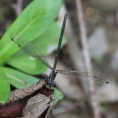 Austroargiolestes icteromelas (Common Flatwing) at Mongarlowe, NSW - 29 Feb 2024 by LisaH