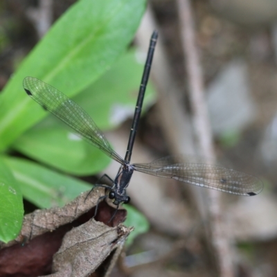 Austroargiolestes icteromelas (Common Flatwing) at QPRC LGA - 29 Feb 2024 by LisaH