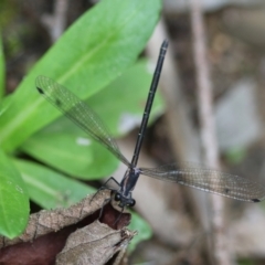 Austroargiolestes icteromelas at QPRC LGA - suppressed