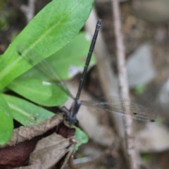 Austroargiolestes icteromelas at QPRC LGA - 29 Feb 2024