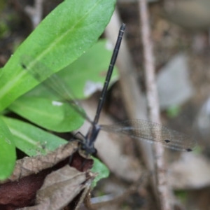 Austroargiolestes icteromelas at QPRC LGA - suppressed