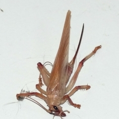 Paragryllacris sp. (genus) (Raspy or Tree cricket) at QPRC LGA - 28 Jul 2013 by BeerNchips