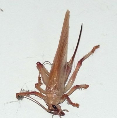 Paragryllacris sp. (genus) (Raspy or Tree cricket) at Googong, NSW - 27 Jul 2013 by BeerNchips
