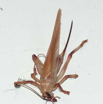 Paragryllacris sp. (genus) (Raspy or Tree cricket) at QPRC LGA - 28 Jul 2013 by BeerNchips