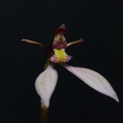 Eriochilus cucullatus (Parson's Bands) at Black Mountain - 29 Feb 2024 by BB23