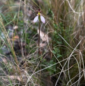 Eriochilus cucullatus at Black Mountain - suppressed