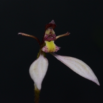 Eriochilus cucullatus (Parson's Bands) at Black Mountain - 17 Mar 2025 by BB23