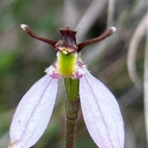 Eriochilus cucullatus at Black Mountain - suppressed