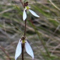 Eriochilus cucullatus at Black Mountain - suppressed