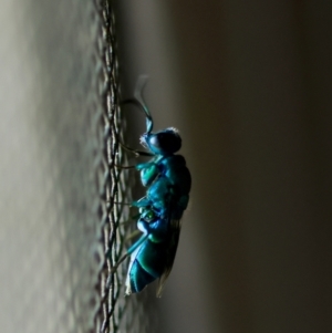 Chrysididae (family) at QPRC LGA - suppressed