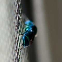 Chrysididae (family) at QPRC LGA - suppressed