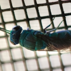 Chrysididae (family) at QPRC LGA - 29 Feb 2024